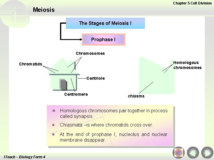 Chapter 5 Cell Division Meiosis The Stages of Meiosis I Prophase I Chromosomes Homologous