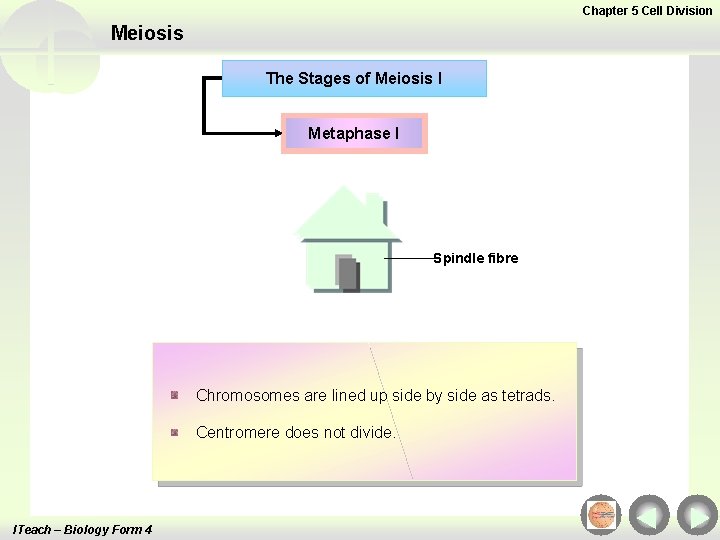 Chapter 5 Cell Division Meiosis The Stages of Meiosis I Metaphase I Spindle fibre