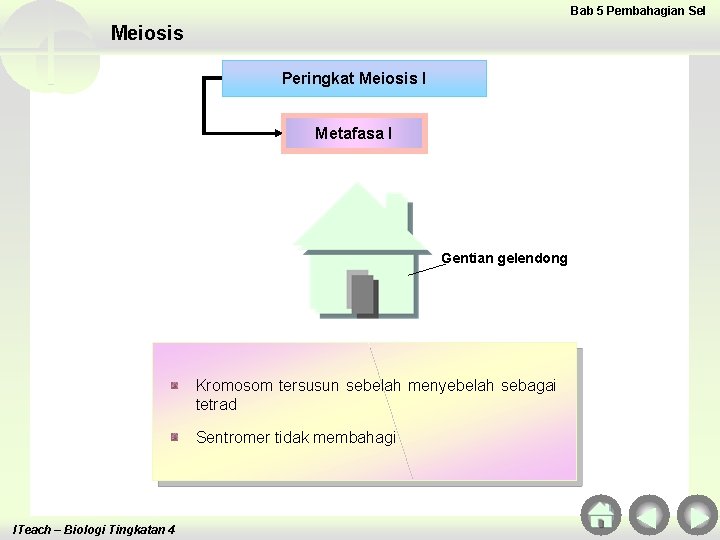 Bab 5 Pembahagian Sel Meiosis Peringkat Meiosis I Metafasa I Gentian gelendong Kromosom tersusun