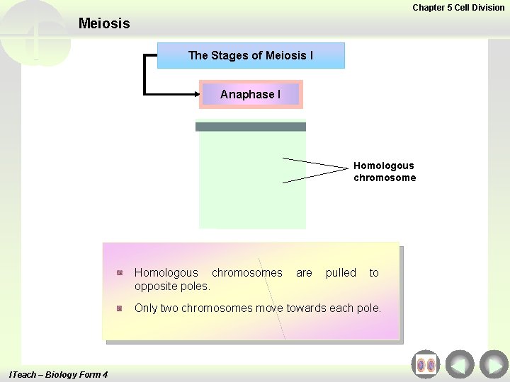 Chapter 5 Cell Division Meiosis The Stages of Meiosis I Anaphase I Homologous chromosomes