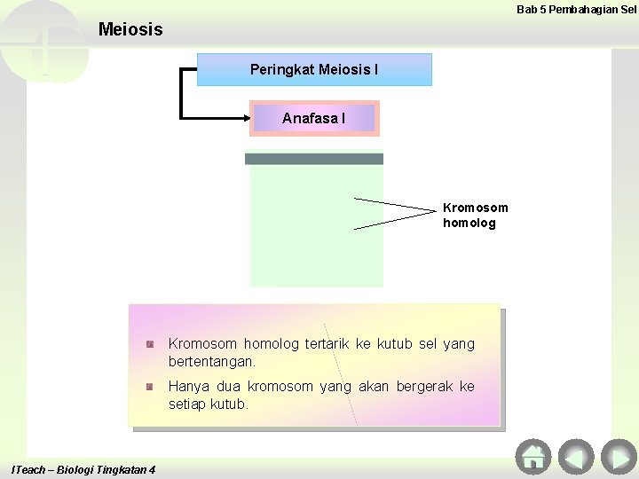 Bab 5 Pembahagian Sel Meiosis Peringkat Meiosis I Anafasa I Kromosom homolog tertarik ke