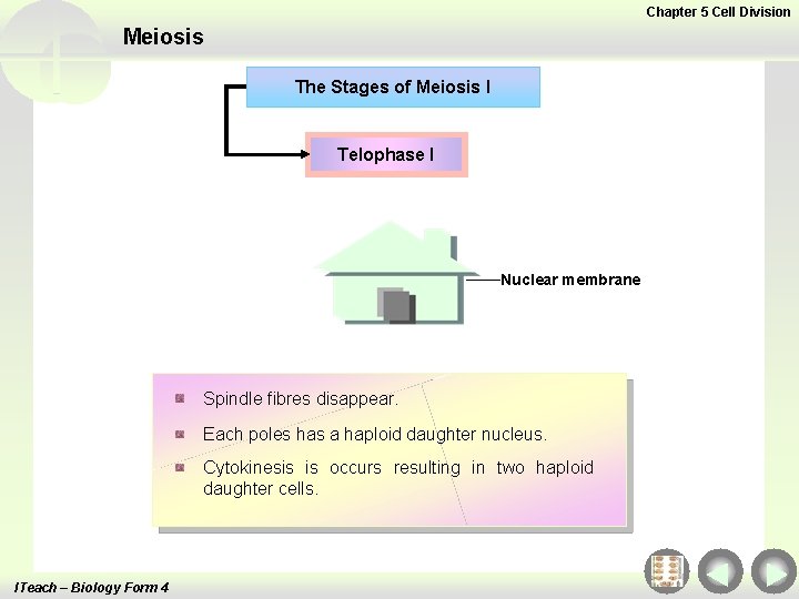 Chapter 5 Cell Division Meiosis The Stages of Meiosis I Telophase I Nuclear membrane