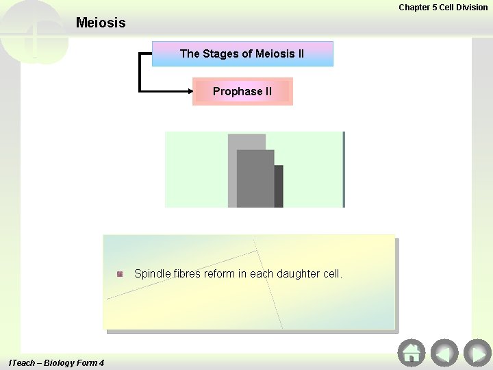Chapter 5 Cell Division Meiosis The Stages of Meiosis II Prophase II Spindle fibres