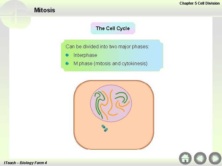 Chapter 5 Cell Division Mitosis The Cell Cycle Can be divided into two major