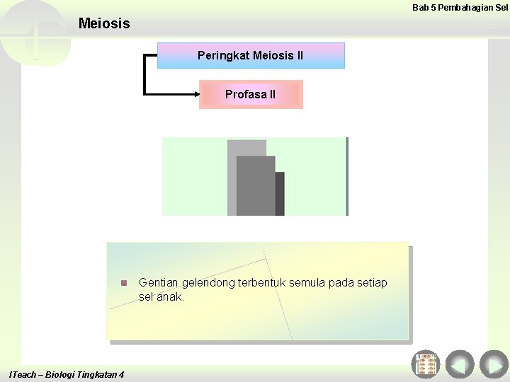 Bab 5 Pembahagian Sel Meiosis Peringkat Meiosis II Profasa II Gentian gelendong terbentuk semula