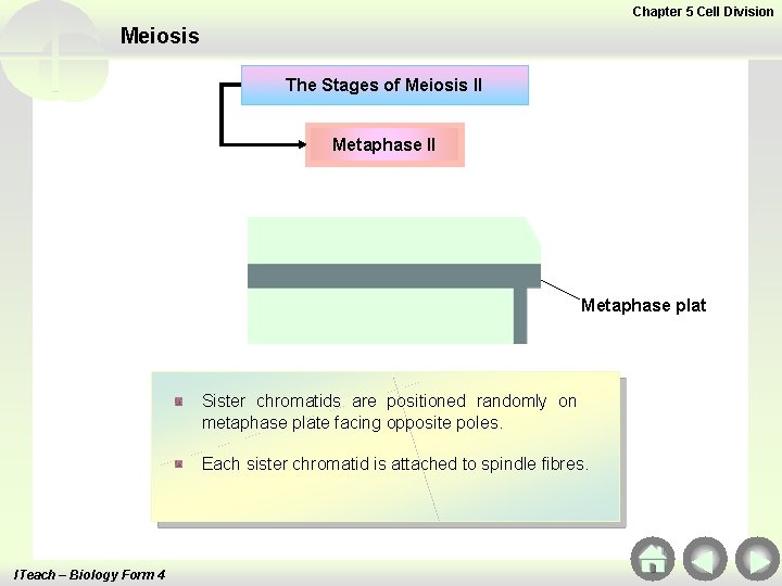 Chapter 5 Cell Division Meiosis The Stages of Meiosis II Metaphase plat Sister chromatids