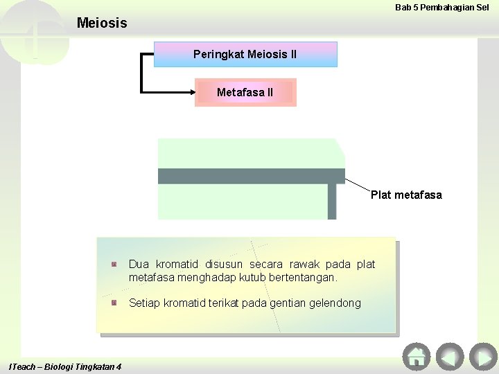 Bab 5 Pembahagian Sel Meiosis Peringkat Meiosis II Metafasa II Plat metafasa Dua kromatid