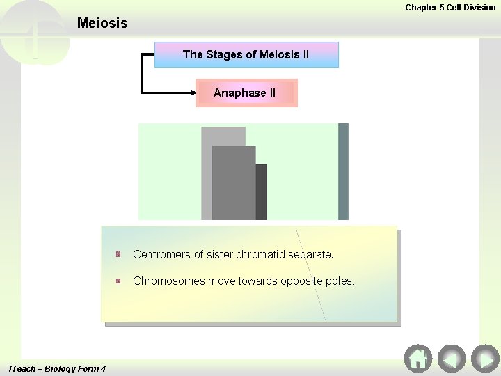 Chapter 5 Cell Division Meiosis The Stages of Meiosis II Anaphase II Centromers of