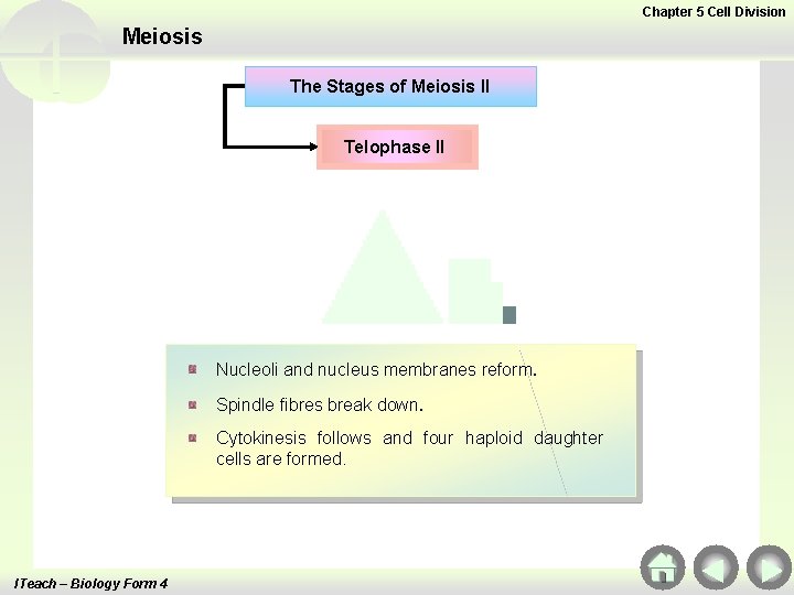 Chapter 5 Cell Division Meiosis The Stages of Meiosis II Telophase II Nucleoli and