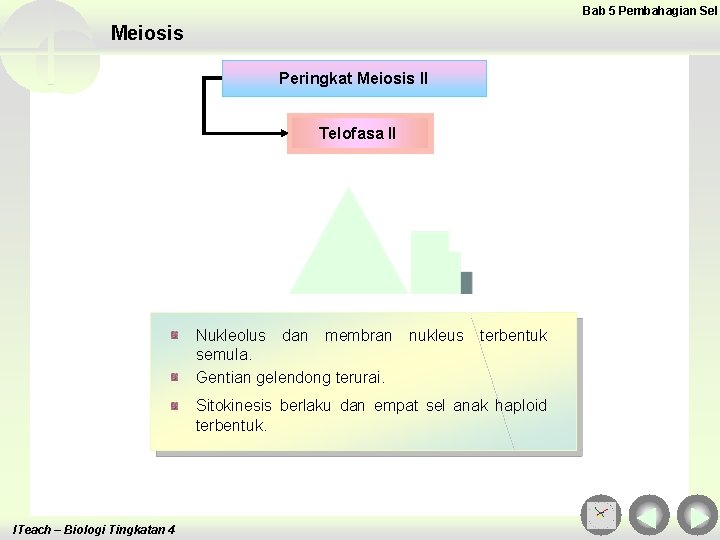 Bab 5 Pembahagian Sel Meiosis Peringkat Meiosis II Telofasa II Nukleolus dan membran semula.