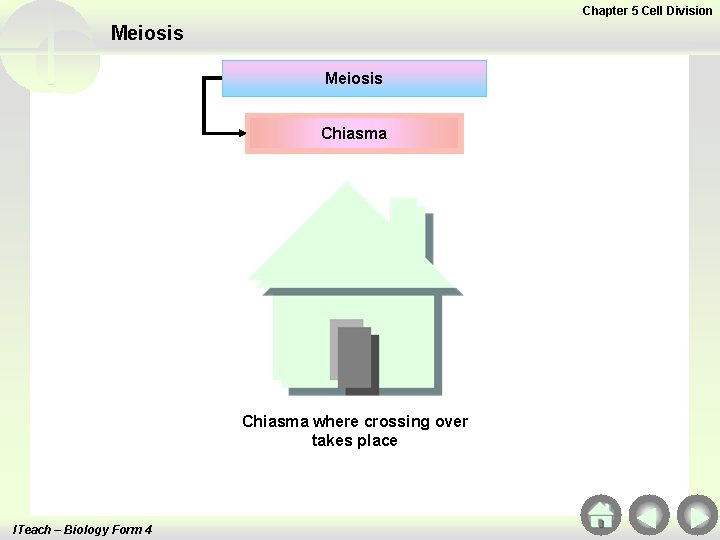 Chapter 5 Cell Division Meiosis Chiasma where crossing over takes place ITeach – Biology