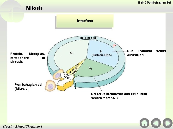 Bab 5 Pembahagian Sel Mitosis Interfasa INTERFASA Dua kromatid dihasilkan to ki ne si