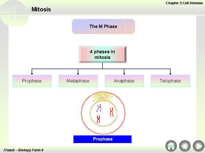 Chapter 5 Cell Division Mitosis The M Phase 4 phases in mitosis Prophase ITeach