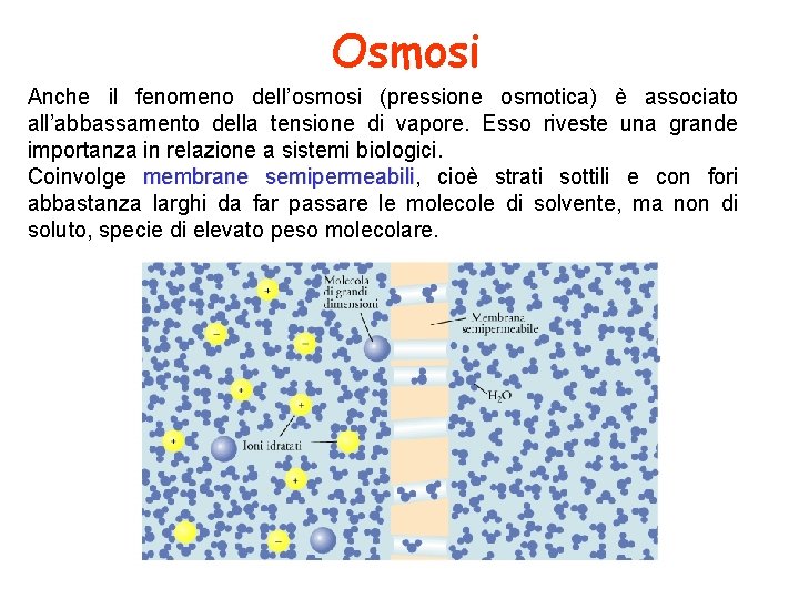 Osmosi Anche il fenomeno dell’osmosi (pressione osmotica) è associato all’abbassamento della tensione di vapore.