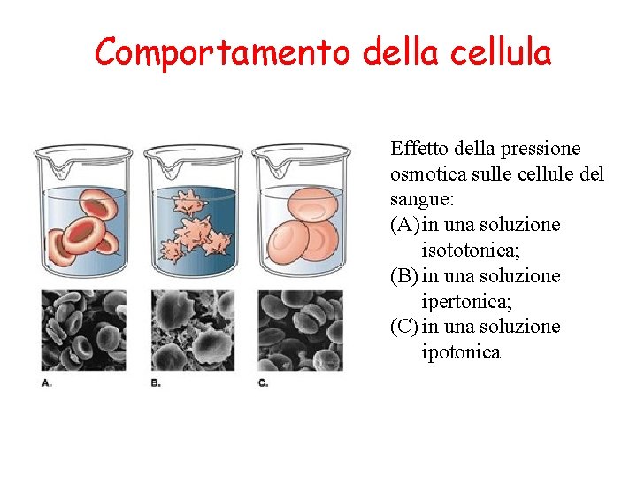 Comportamento della cellula Effetto della pressione osmotica sulle cellule del sangue: (A) in una