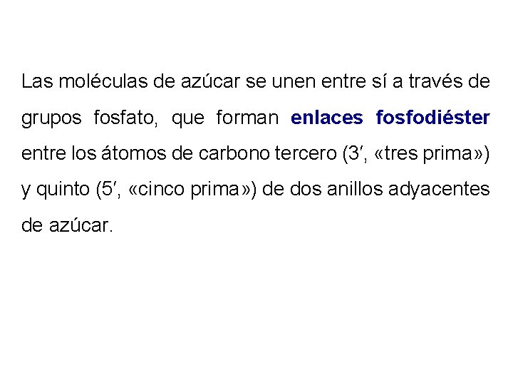 Las moléculas de azúcar se unen entre sí a través de grupos fosfato, que