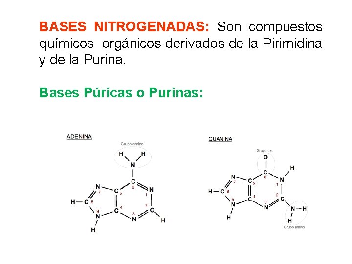 BASES NITROGENADAS: Son compuestos químicos orgánicos derivados de la Pirimidina y de la Purina.