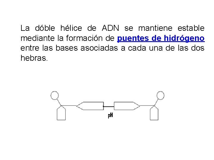 La dóble hélice de ADN se mantiene estable mediante la formación de puentes de