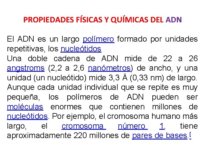 PROPIEDADES FÍSICAS Y QUÍMICAS DEL ADN El ADN es un largo polímero formado por