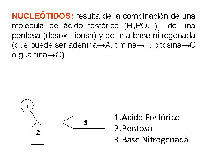 NUCLEÓTIDOS: resulta de la combinación de una molécula de ácido fosfórico (H 3 PO
