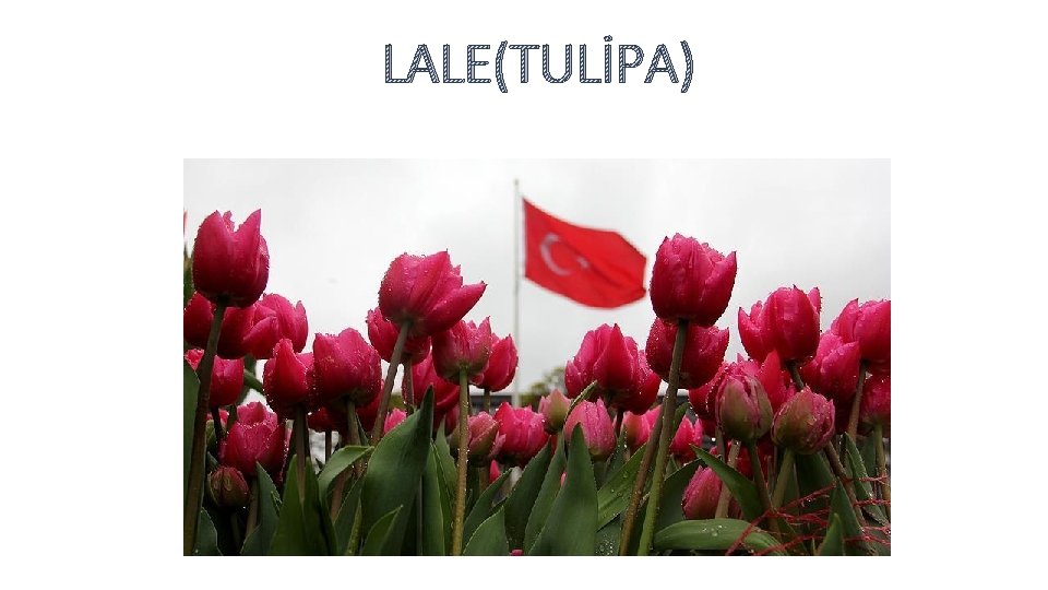 LALE(TULİPA) 