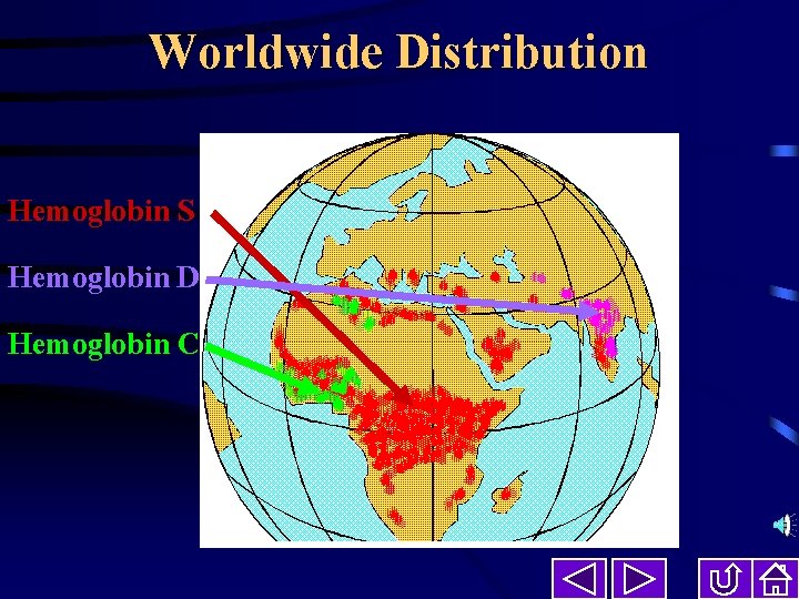 Worldwide Distribution Hemoglobin S Hemoglobin D Hemoglobin C 