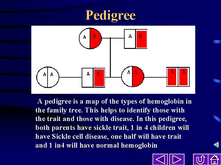 Pedigree A pedigree is a map of the types of hemoglobin in the family