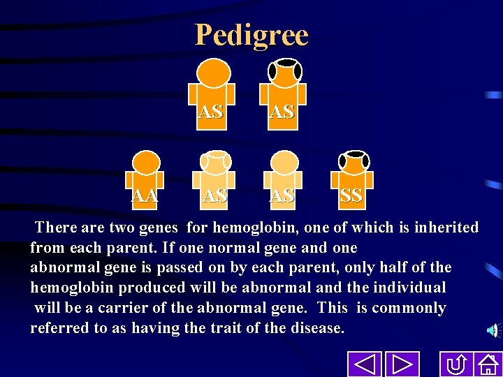 Pedigree AA AS AS SS There are two genes for hemoglobin, one of which