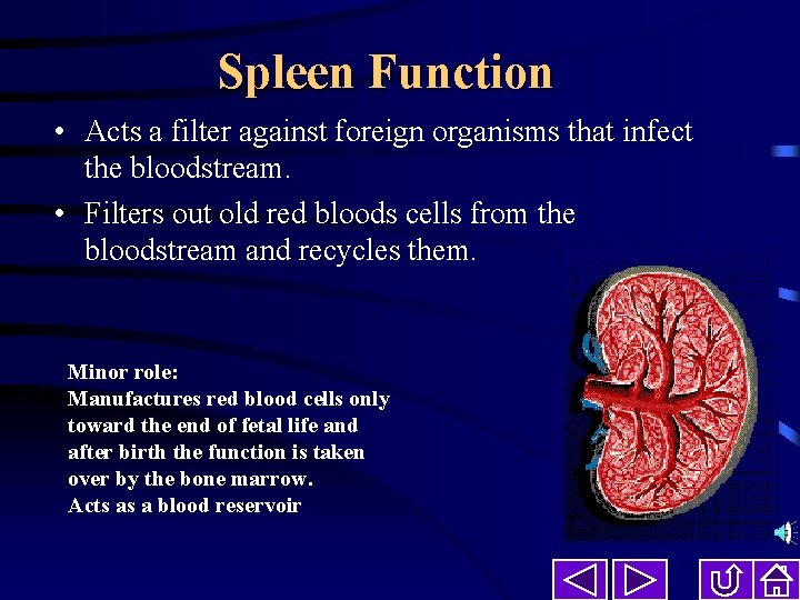 Spleen Function • Acts a filter against foreign organisms that infect the bloodstream. •