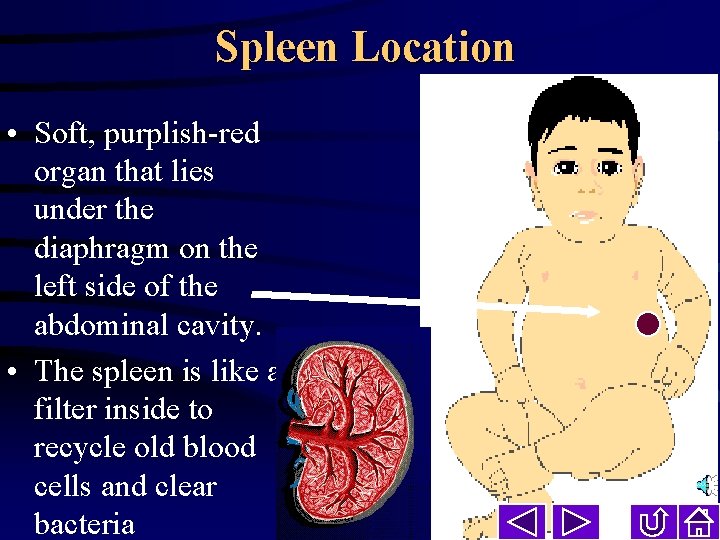 Spleen Location • Soft, purplish-red organ that lies under the diaphragm on the left