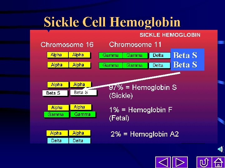 Sickle Cell Hemoglobin Beta S 