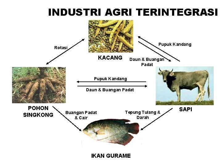 INDUSTRI AGRI TERINTEGRASI Pupuk Kandang Rotasi KACANG Daun & Buangan Padat Pupuk Kandang Daun