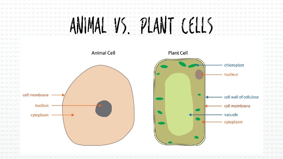 Animal vs. Plant Cells 