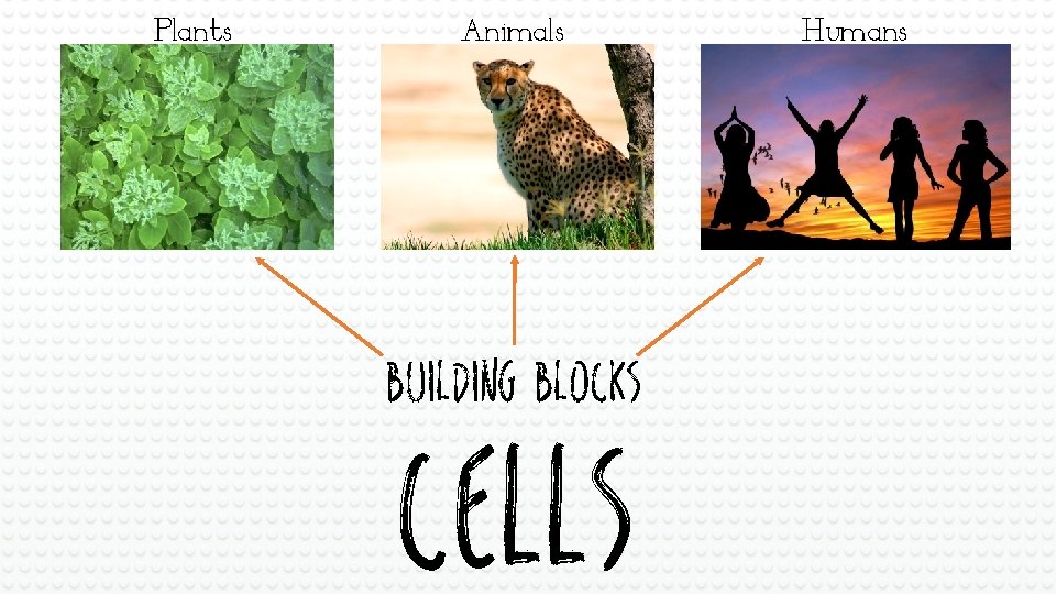 Plants Animals building blocks Cells are Building Blocks CELLS Humans 