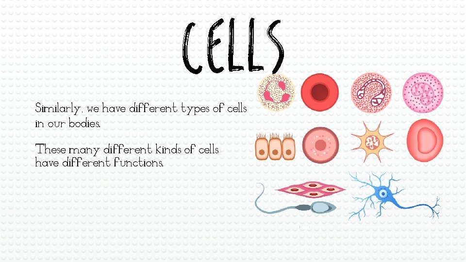 CELLS Similarly, we have different types of cells in our bodies. These many different