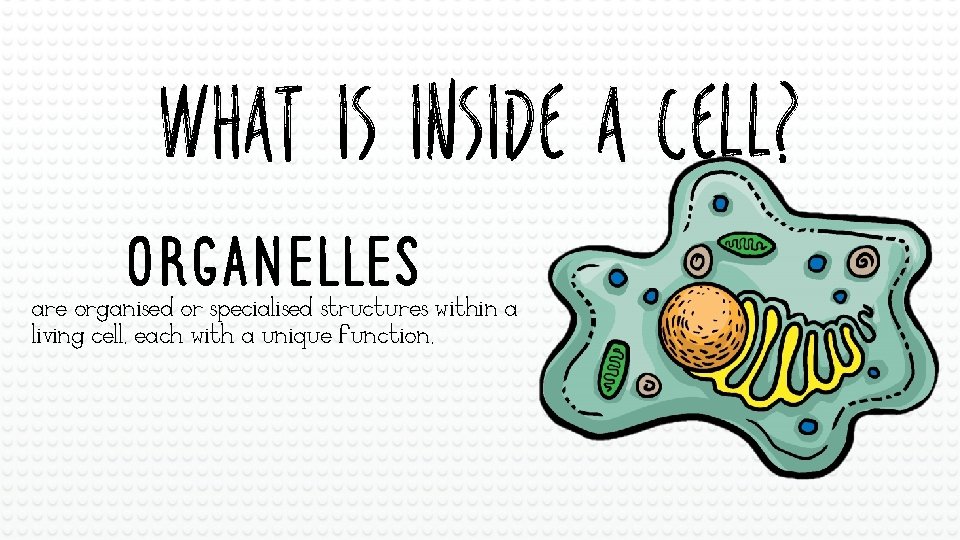 WHAT IS INSIDE A CELL? Organelles: are organised or specialised structures within a living