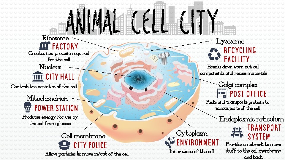 ANIMAL CELL CITY Ribosome Factory Lysosome Recycling facility Creates new proteins required for the