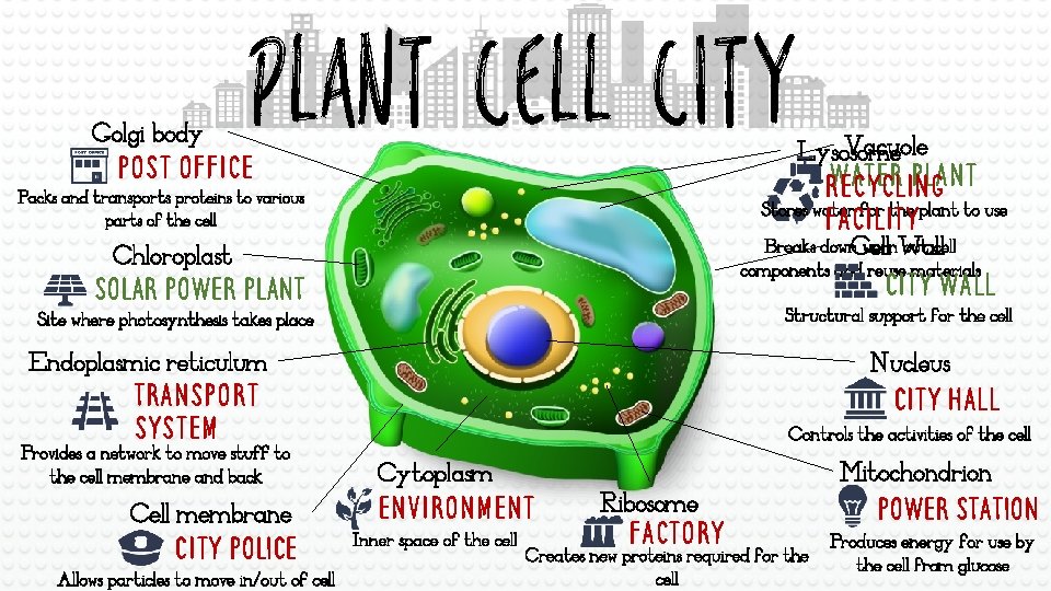 PLANT CELL CITY Golgi body Post office Vacuole Lysosome Water plant Recycling Stores water