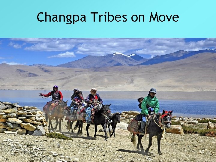 Changpa Tribes on Move 