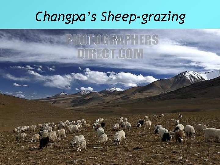 Changpa’s Sheep-grazing 