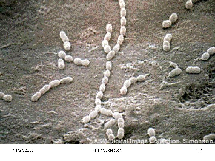 11/27/2020 alen vukelić, dr 17 