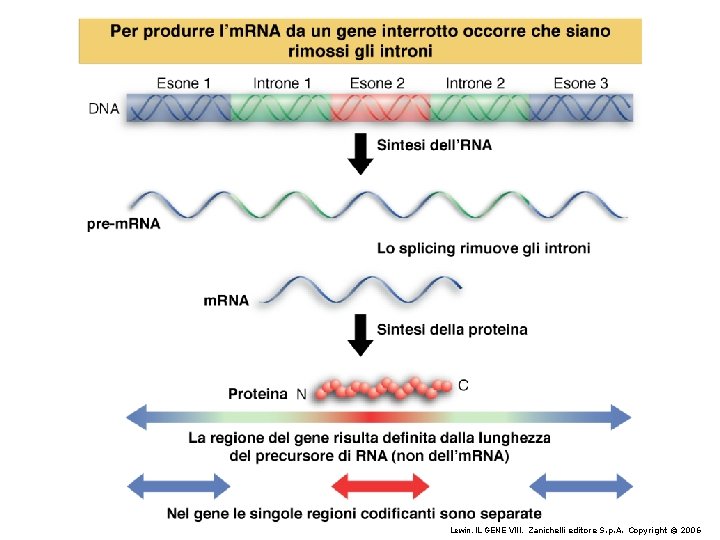 Lewin, IL GENE VIII, Zanichelli editore S. p. A. Copyright © 2006 Lewin, IL GENE VIII, Zanichelli editore S. p. A. Copyright © 2006