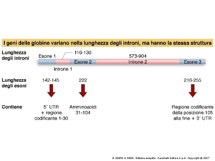 B. LEWIN, IL GENE - Edizione compatta, Zanichelli Editore S. p. A. Copyright © B. LEWIN, IL GENE - Edizione compatta, Zanichelli Editore S. p. A. Copyright ©