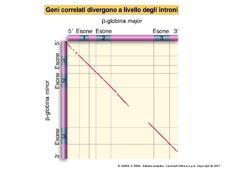 B. LEWIN, IL GENE - Edizione compatta, Zanichelli Editore S. p. A. Copyright © B. LEWIN, IL GENE - Edizione compatta, Zanichelli Editore S. p. A. Copyright ©