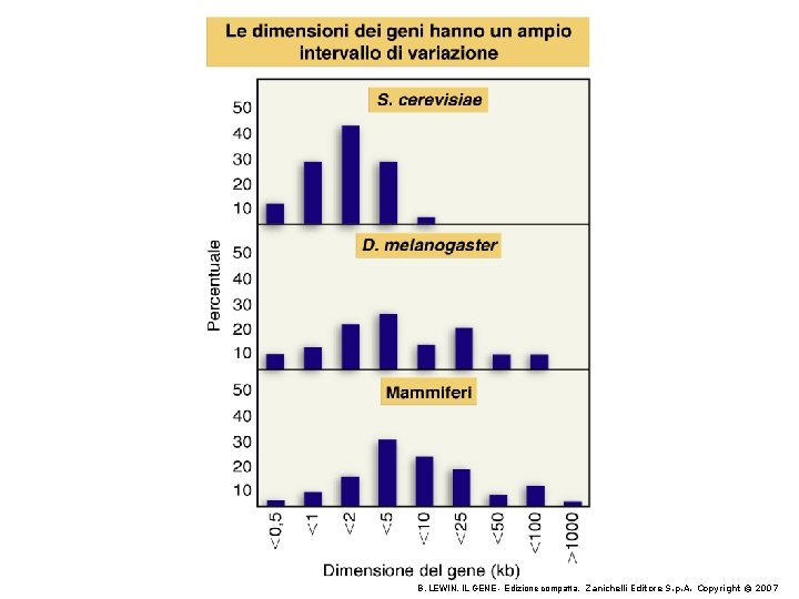 B. LEWIN, IL GENE - Edizione compatta, Zanichelli Editore S. p. A. Copyright © B. LEWIN, IL GENE - Edizione compatta, Zanichelli Editore S. p. A. Copyright ©
