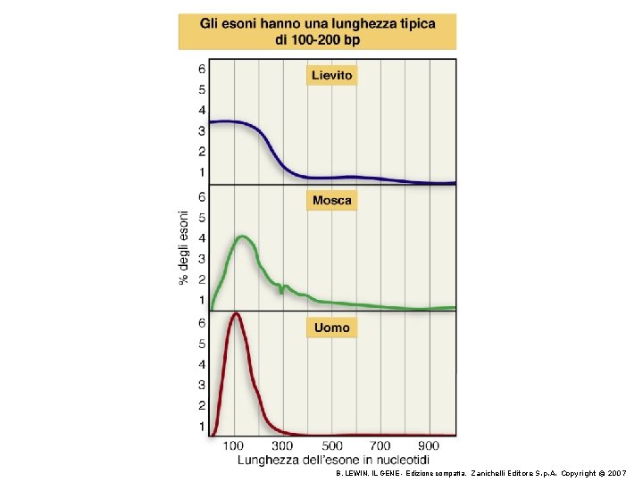 B. LEWIN, IL GENE - Edizione compatta, Zanichelli Editore S. p. A. Copyright © B. LEWIN, IL GENE - Edizione compatta, Zanichelli Editore S. p. A. Copyright ©