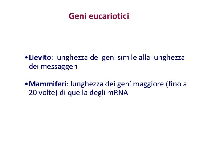 Geni eucariotici • Lievito: lunghezza dei geni simile alla lunghezza dei messaggeri • Mammiferi: Geni eucariotici • Lievito: lunghezza dei geni simile alla lunghezza dei messaggeri • Mammiferi: