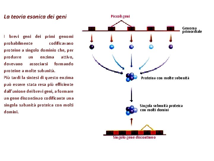 La teoria esonica dei geni I brevi geni dei primi genomi probabilmente codificavano proteine La teoria esonica dei geni I brevi geni dei primi genomi probabilmente codificavano proteine