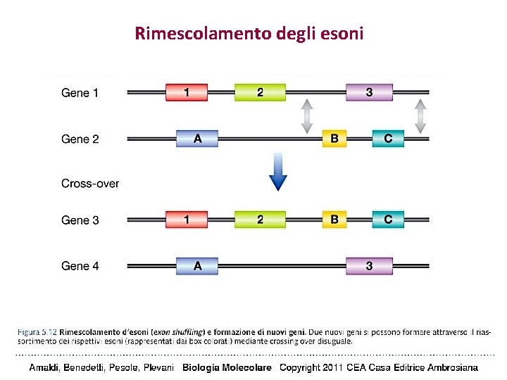 Rimescolamento degli esoni Rimescolamento degli esoni