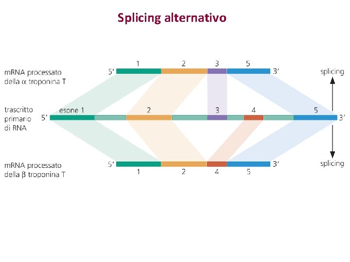 Splicing alternativo Splicing alternativo